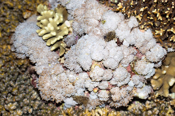  coral, Nusa Penida, Indonesia