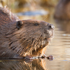 beaver