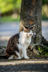 木の下で涼を得るのらねこ