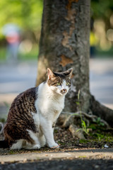 木の下で涼を得るのらねこ