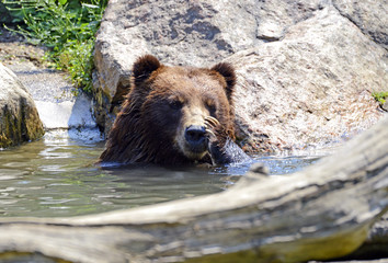 Fototapeta premium Grizzly Bear - isolated
