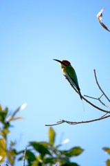 Wild Rainbow Bee Eaber