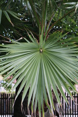 Palmblatt