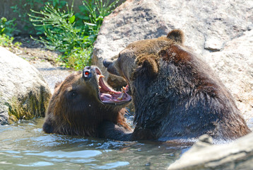 Two grizzlies engaged in battle