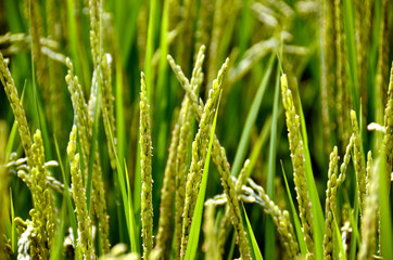 Fototapeta na wymiar rice ear in summer