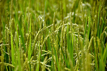Fototapeta na wymiar rice ear in summer