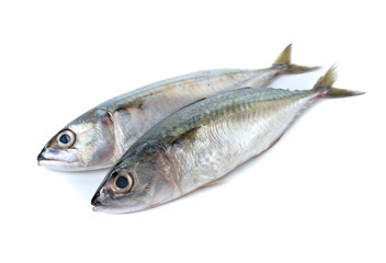 fresh whole round indian mackerel on white background