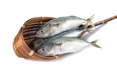 fresh whole round indian mackerel in bamboo dipper on white back