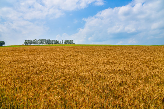 biei mild seven and wheat field