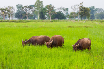 Young buffalo eating  in the rice field 