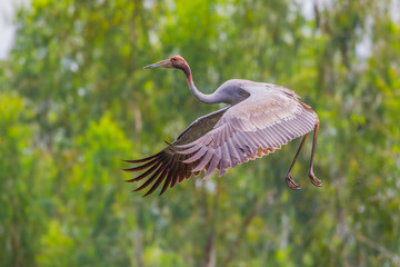 Young Eastern Sarus Crane (Grus antigone)  flying in to nature 