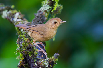 Portrait of Buff-breasted Babbler (Trichastoma tickelli Blyth) 