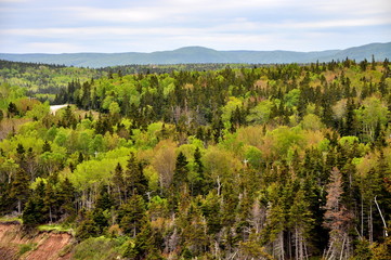 Fototapeta na wymiar Canadian forest