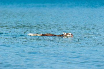 Fototapeta premium Dog playing at the beach