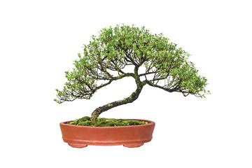 Bonsai
