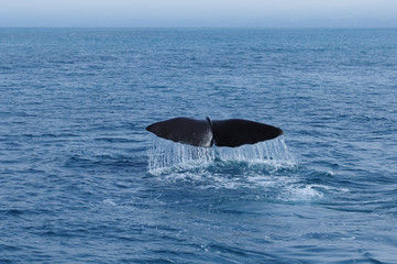 Fototapeta premium Sperm Whale tail. Picture taken from whale watching cruise in Kaikura, New Zealand
