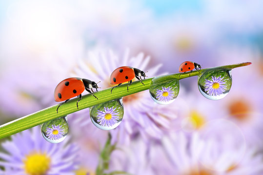Flowers in the drops of dew on the green grass and ladybugs