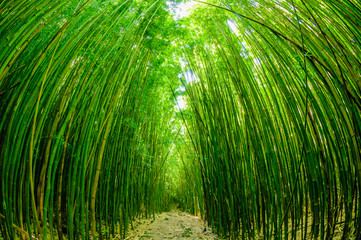 Pad door een bamboebos op Maui, Hawaii, VS