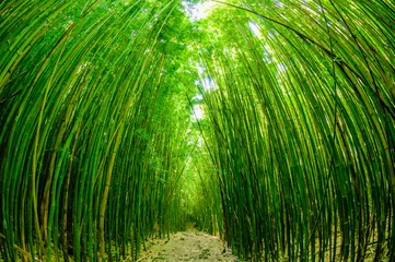 Wall murals Bamboo Path through a bamboo forrest on Maui, Hawaii, USA