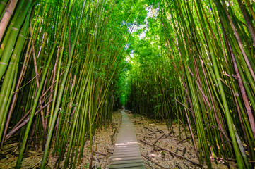 A wooden path through a dense bamboo forest, Maui, Hawaii, USA © Don Landwehrle