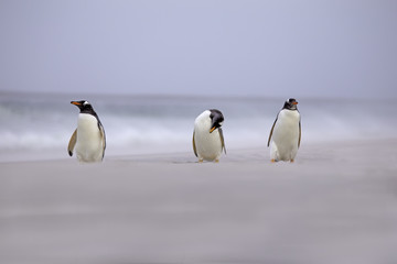 Three Gentoo Penguins on the beach.