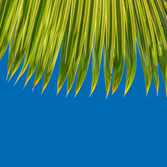 pointes de feuille de palmier sur fond bleu cyan pur 