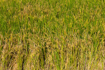 Rice harvesting season