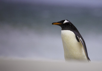 Fototapeta na wymiar Gentoo Penguin (Pygoscelis papua) Falkland Islands.