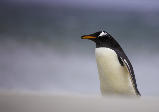 Gentoo Penguin (Pygoscelis papua) Falkland Islands.