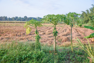 Obraz premium Papaya on the field after harvest.