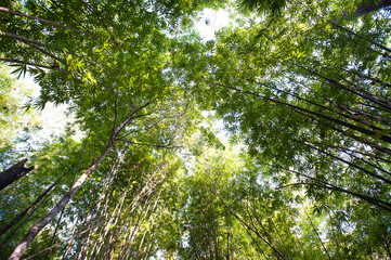 mixed forest