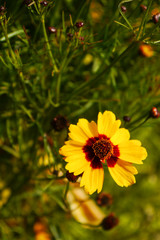Yellow Flower