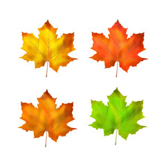 Naklejka na ściany i meble Maple leaf vector illustration