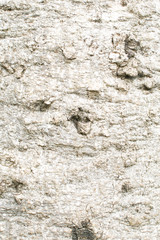 Obraz na płótnie Canvas Bark of Crateva adansonii in forest texture