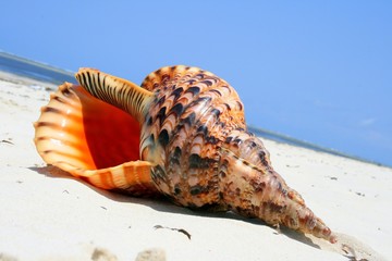 seashell