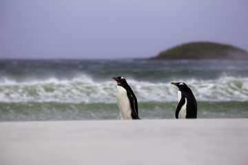 2 Gentoo Penguins walking by the breaking waves. Falkland Island
