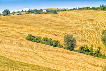 Fototapeta premium harvester machine harvesting wheat
