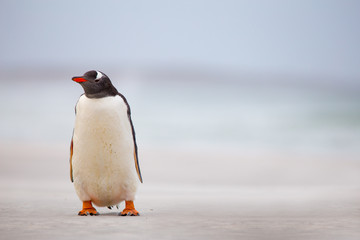 Gentoo Penguin (Pygoscelis papua) on a white sand beach. Falklan