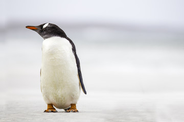 Gentoo Penguin (Pygoscelis papua) standing on a beach. Copy Spac