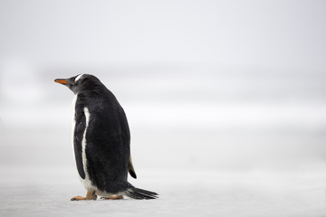 Gentoo Penguin (Pygoscelis papua) with back towards camera on a