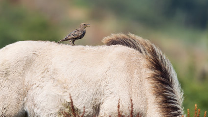Bird sitting on Konik horse © michaklootwijk