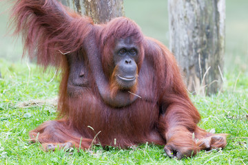 Orang utan