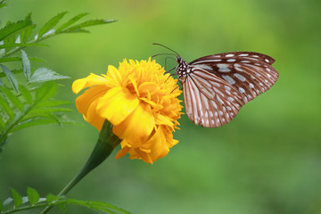 Butterfly in garden