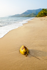 Obraz premium Coconut on a tropical beach. Port Douglas. Australia.