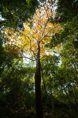 Dense mixed forest, view in summer