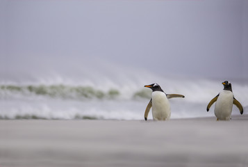 Two Gentoo Penguins (Pygoscelis papua) coming out of the surf.
