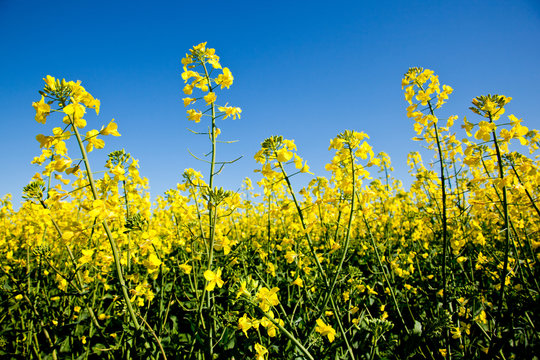 Canola