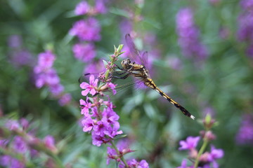 ミソハギの花とムギワラトンボ