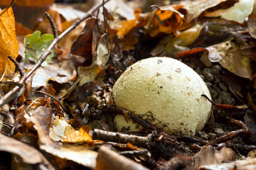 Witch's egg, Phallus impudicus 