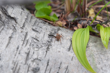spider/Little brown spider running around the large trunk of the dumped tree

